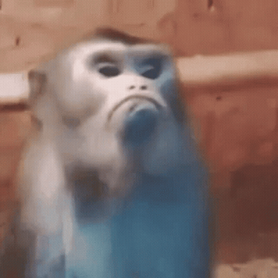 Monkey Making Funny Face Close Up GIF