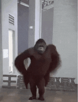 Monkey Monkey Dancing GIF