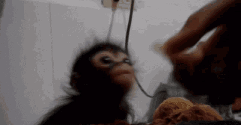 Monkey Monkey Eating GIF