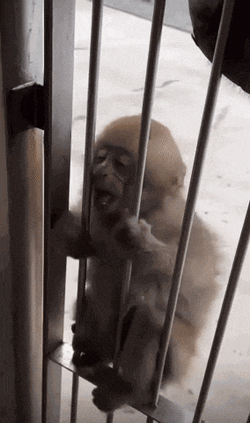 Monkey Monkey In Jail GIF