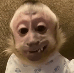Monkey Monkeys Meme GIF