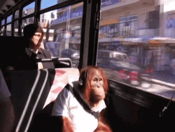 Monkey On Bus Transportation GIF