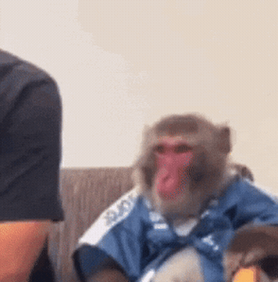 Monkey On Couch Wearing Blue Shirt Saying A GIF