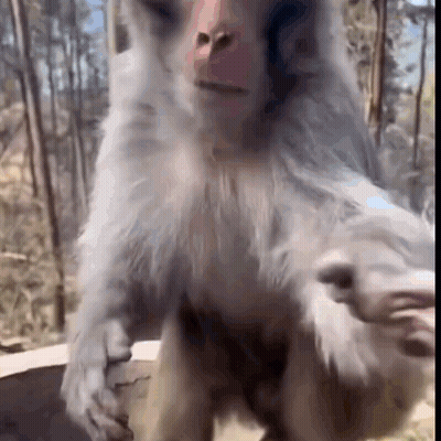 Monkey On Hind Legs Looking At Camera GIF