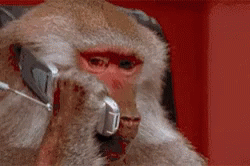 Monkey On The Phone