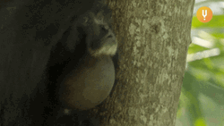 Monkey On The Tree Hollering GIF