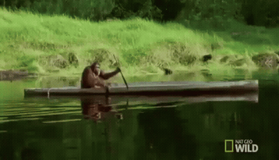 Monkey Paddling Canoe In Lake GIF