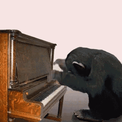 Monkey Playing Piano GIF