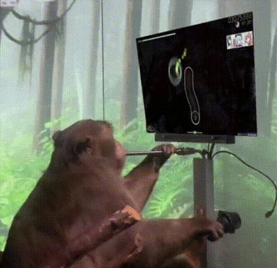 Monkey Playing Video Game At 00:35 GIF