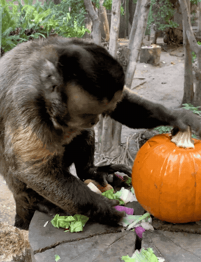 Monkey Playing With Pumpkin GIF