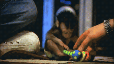 Monkey Playing With Toy On Floor GIF