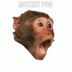 Monkey Pog Screaming Reaction GIF