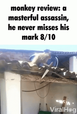 Monkey Review A Masterful Assassin GIF