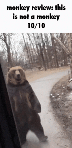 Monkey Review And This Is Not Monkey GIF