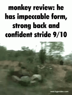 Monkey Review He Has Impeccable Form GIF