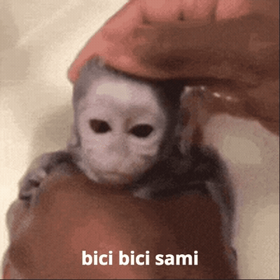 Monkey Saying Bici Bici Sami GIF