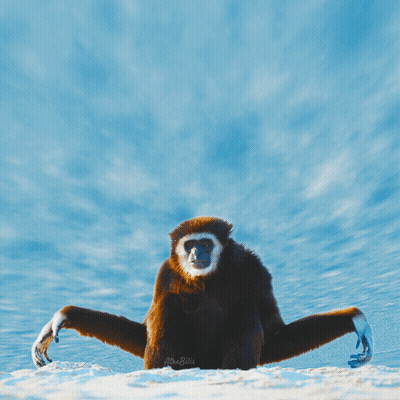 Monkey Saying Well In Blue GIF
