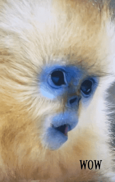 Monkey Saying Wow GIF