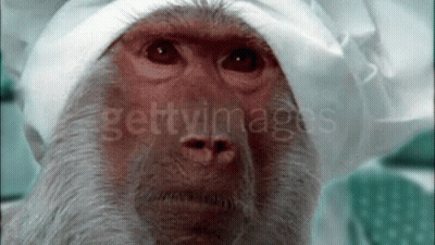 Monkey Saying Wow GIF