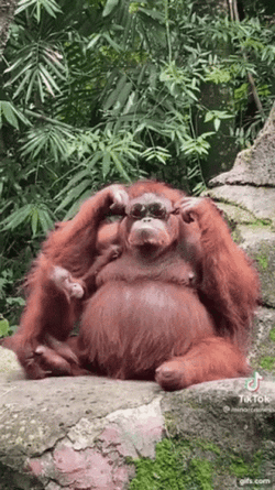 Monkey Shades Funny Animal  GIF