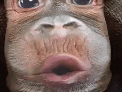Monkey Shirt Hilarious GIF