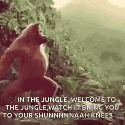 Monkey Sings Welcome To Jungle While Dancing GIF
