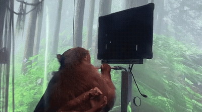 Monkey Sitting At Computer With Pencil In Mouth GIF