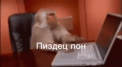 Monkey Sitting At Desk With Laptop GIF