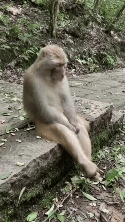 Monkey Sitting Cross-Legged On Rock GIF