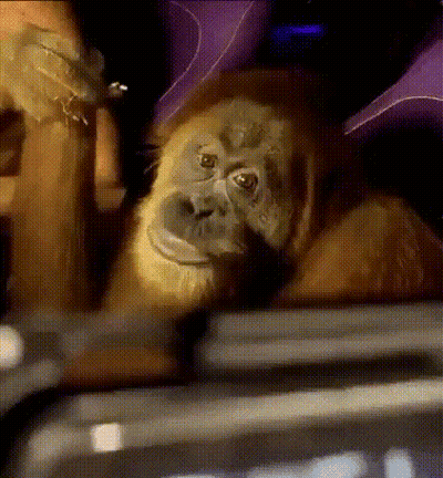 Monkey Sitting In Dark Room GIF