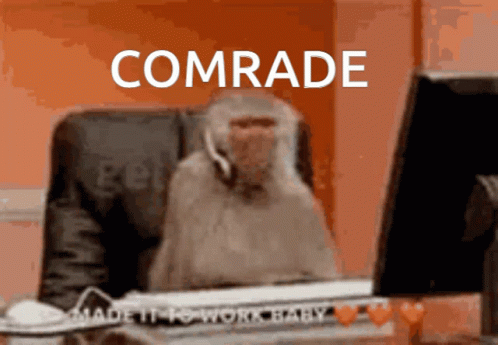Monkey Sitting In Front Of Computer With Comrade GIF
