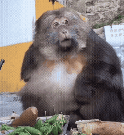 Monkey Sitting In Front Of Sign Saying Chinese GIF