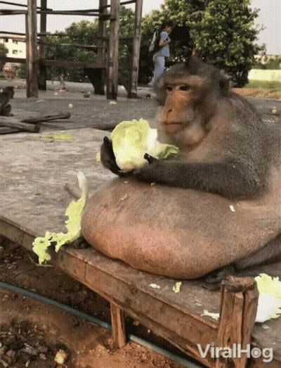 Monkey Sitting On Bench Eating Lettuce GIF