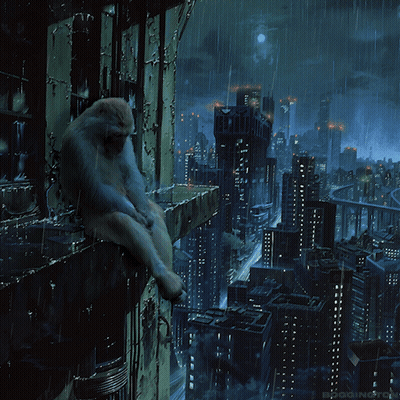 Monkey Sitting On Building In Rain GIF