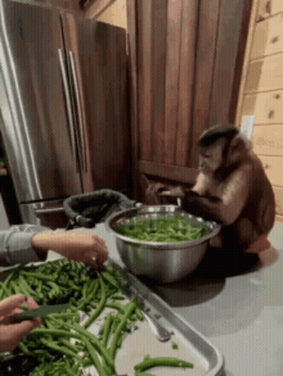 Monkey Sitting On Counter Eating Green Beans While Person Cuts Them GIF