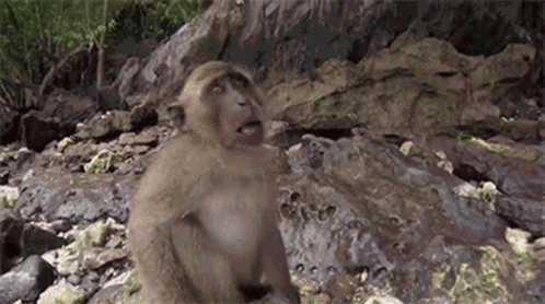 Monkey Sitting On Pile Of Rocks GIF