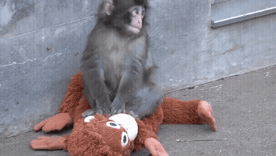 Monkey Sitting On Stuffed Monkey GIF