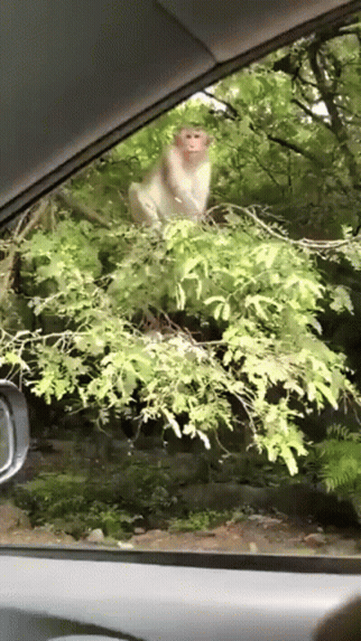 Monkey Sitting On Tree Branch In Car GIF