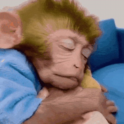Monkey Sleeping On Blue Couch GIF