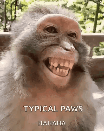 Monkey Smiling Typical Paws Hahaha GIF