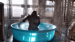 Monkey Spinning Blue Tub Water GIF
