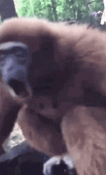 Monkey Spinning Orangutan Woooh GIF