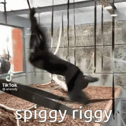 Monkey Spinning Spiggy Riggy GIF