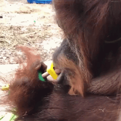 Monkey Spinning Using Mouth GIF