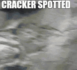 Monkey Spotted A Cracker GIF