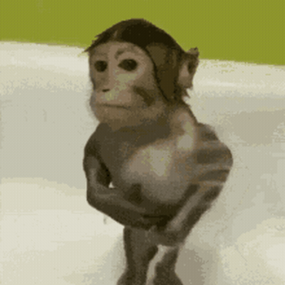 Monkey Standing In Bathtub GIF