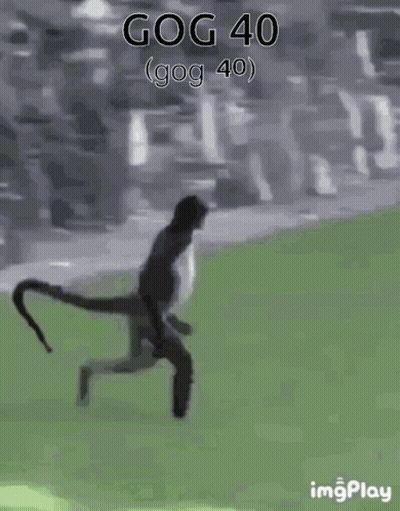 Monkey Standing In Grassy Field With Gog 40 GIF