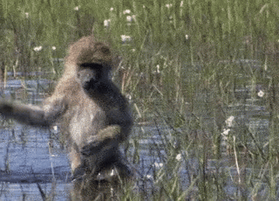 Monkey Standing In Swamp With Arms Outstretched GIF