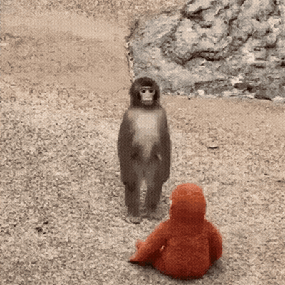 Monkey Standing Next To Stuffed Animal GIF