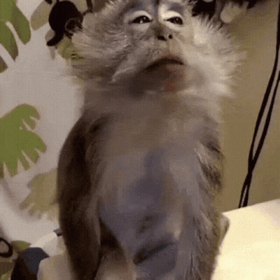 Monkey Standing On Hind Legs On Bed GIF
